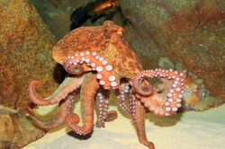 Can You Keep an Octopus as a Pet in the UK? Essential Care & Legal Guide
