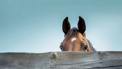 En guide till rätt hästförsäkring