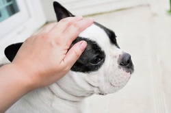 What Does It Mean When Your Dog Growls While Being Patted?