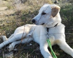 Adozioni cani: la storia di Goodyear cucciolone bravissimo