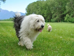 How to Care for an Old English Sheepdog: A Complete Guide
