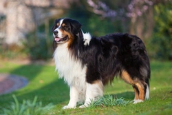 Iris coloboma in Australian shepherds: Causes & care