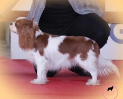 Multi JCH VICTORIA SILKY STAR dei Piccoli Demoni