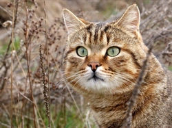 Feline Idiopathic Cystitis (FIC): Signs, Risks & Treatment