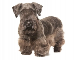 Cesky Terrier Breed Standard: Appearance & Characteristics
