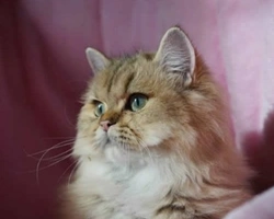 La storia del British e la leggenda che ne racconta le origini