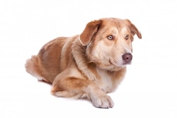 The Aidi: Smart, Courageous Dog Native to Morocco