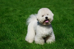 Cheapest Pedigree Dog Breeds in the UK: Top 5 Revealed