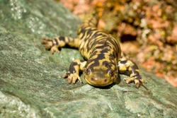 How to Tell if Your Salamander Is Overweight and What to Do