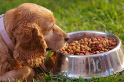 How to Manage a Diabetic Dog That Won’t Eat Enough