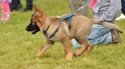 Puppyproblemen gids: bijten, opspringen & zindelijkheid