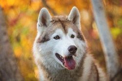 Understanding Addison's Disease in Dogs: Symptoms and Treatment