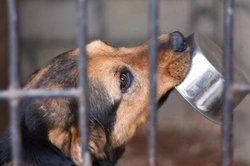 Guide for Potential Rescue Dog Adopters