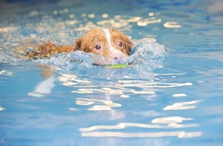 Teaching Your Dog to Swim: Safe Step-by-Step Guide