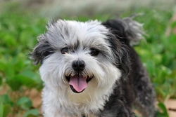 Is a Malshi a good dog choice for first-time owners?