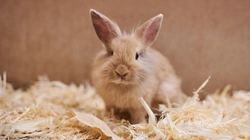 Avoiding and Treating Sticky Bums in Rabbits
