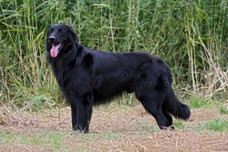 Osteochondrosis in Hovawart dogs: symptoms, risks, and buying tips