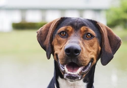 Why Certain Factors Lower Your Dog’s Insurance Policy Cost