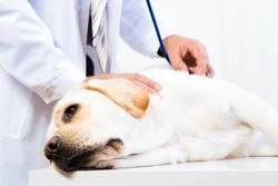 Understanding Pet Cancer: Simple Terminology for Owners