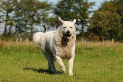 Complete Guide to the Hungarian Kuvasz Dog Breed