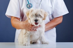 Pyoderma in Dogs: Causes, Symptoms & Treatment Guide