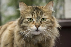 Cómo cuidar a un gato con artritis