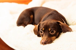8 Great Home Remedies for Dogs: Natural Care Tips