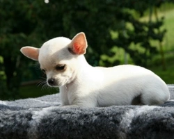 Traverse e traversine per cani. Tappetini igienici assorbenti per cani