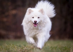 Osteogenesis Imperfecta in Finnish Lapphunds: A Comprehensive Guide