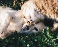 Risorse disponibili su AnnunciAnimali