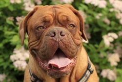 Why Dogue de Bordeaux Puppies Are So Expensive to Buy