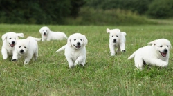 Ethical Puppy Deposits UK 2025: Secure Steps for Buyers