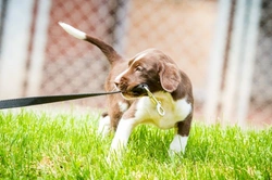Training Tips for Walking Your Puppy on the Lead