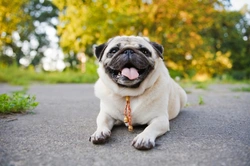 10 Ways to Exercise Your Dog When You Are Out of Action