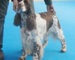 Il più antico cane da caccia: lo Springer Spaniel Inglese