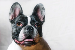 Noisy Breathing and Snoring While Awake in Dogs: Causes & Care