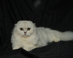 CARATTERE DELLO SCOTTISH FOLD/STRAIGHT