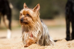 Yorkshire Terrier Health & Wellness Guide 2025