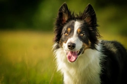 Veterinary Laser Treatment for Dogs with Chronic Joint Arthritis