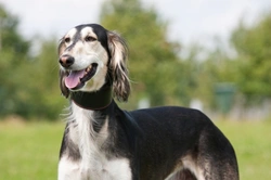 Skin Conditions in the Saluki Dog Breed: What You Should Know