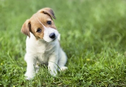 10 Essential Facts About Jack Russell Terriers Before Buying