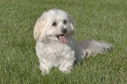 10 Popular Mixed Breed Dogs: Friendly & Unique Companions