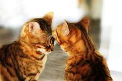 How to Help Your Cats Get Along Without Fighting