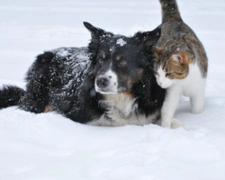 Associazioni animali: Gli Amici di Lazzy