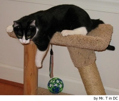 ¿Por qué mi gato araña paredes y muebles?