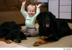 Adiestramiento canino - Enseñándolo a estar con bebés