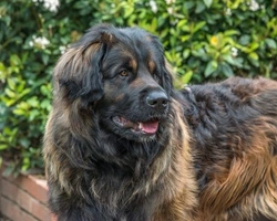 Cos'è il pedigree e come ottenerlo