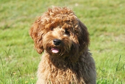 The cockapoo: UK’s top popular hybrid dog breed
