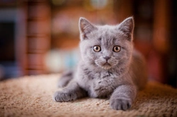 6 Key Health Issues to Watch for in Kittens