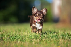 How popular is the Chihuahua dog breed in the UK?